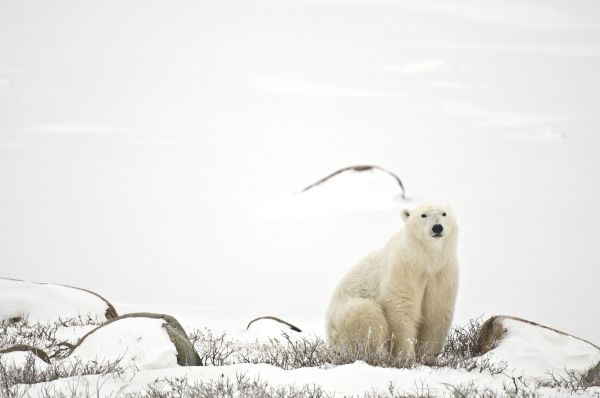 rencontre ours canada