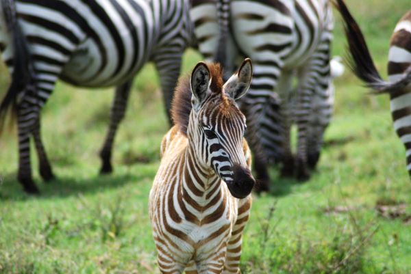 rencontre tanzanie