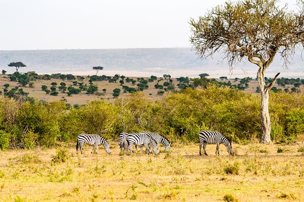 Safari Parc Du Masaï Mara Et Séjour à Mombasa Kenya 9 Jours Et 7 Nuits