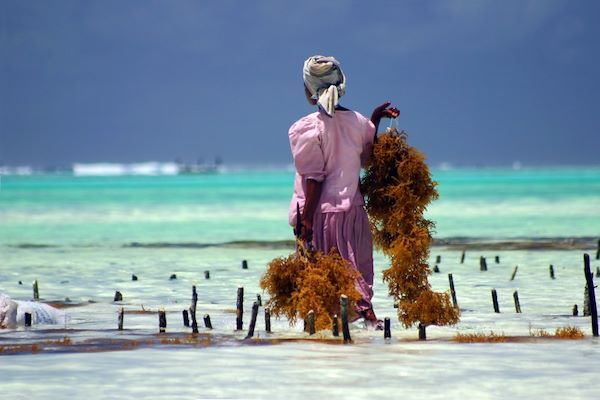 comptoir des voyages zanzibar